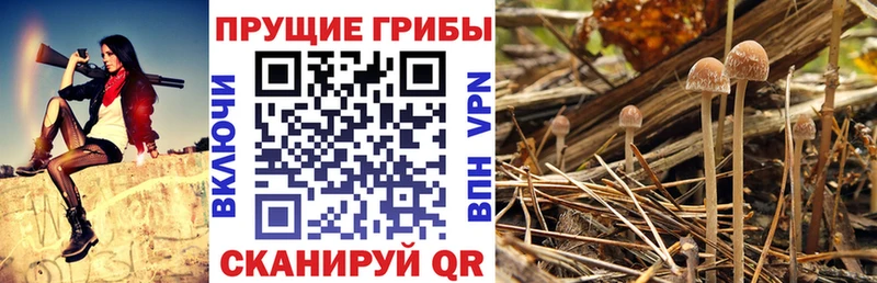 Галлюциногенные грибы ЛСД Купить где Руза